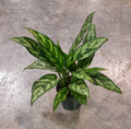 4" Aglaonema Mary Ann